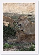 14SerengetiDayGameDrive - 092 * Lioness and cubs enjoying a mid-day nap in the shade.